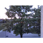 PICTURES FROM THIS PHONE