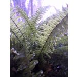 PICTURES FROM THIS PHONE