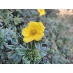 PHOTOS FAITES AVEC CE SMARTPHONE