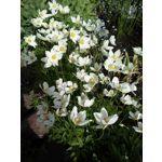 Pictures by this phone Coolpad Modena 2