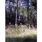 FOTO FATTE CON QUESTO TELEFONO