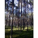 FOTO FATTE CON QUESTO TELEFONO