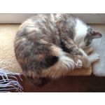 ФОТКИ СНЯТЫЕ ДАННЫМ МОБИЛЬНИКОМ