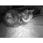 ФОТКИ СНЯТЫЕ ДАННЫМ МОБИЛЬНИКОМ