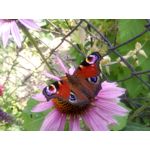 用户照片 Elephone P6000