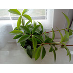 來自這款手機的圖片