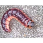 FOTO FATTE CON QUESTO TELEFONO