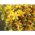 LAS FOTOS HECHAS CON ESTE TELÉFONO