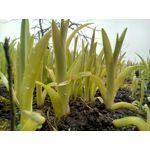 用戶照片 Goclever Quantum 2 500 Rugged