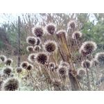 用戶照片 Goclever Quantum 2 500 Rugged