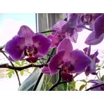 用戶照片 Goclever Quantum 2 500 Rugged