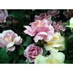 用戶照片 Goclever Quantum 2 500 Rugged