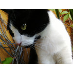 Imágenes de los usuarios Goclever Quantum 600 Imágenes de los usuarios Goclever Quantum 600