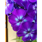 PICTURES FROM THIS PHONE