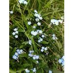 PICTURES FROM THIS PHONE