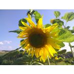 PHOTOS FAITES AVEC CE SMARTPHONE