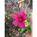 来自这款手机的图片