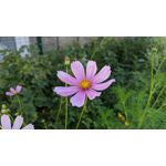 来自这款手机的图片