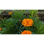 来自这款手机的图片