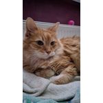 Imágenes de los usuarios Google Pixel 4a