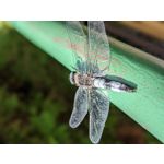 PICTURES FROM THIS PHONE