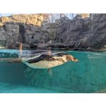 Imágenes de los usuarios Google Pixel 5