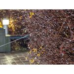 Foto dei utenti Google Pixel 8 Pro