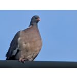 Pictures by this phone Google Pixel 10 Pro XL