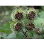 Pictures by this phone Google Pixel 10 Pro XL