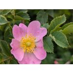 Foto dei utenti Google Pixel 8a