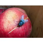 Selbst von Nutzern gemachte Bilder Google Pixel 9