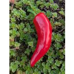 PICTURES FROM THIS PHONE