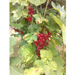 Les photos des utilisateurs Haier W910 Les photos des utilisateurs Haier W910