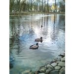 FOTO FATTE CON QUESTO TELEFONO