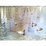 FOTO FATTE CON QUESTO TELEFONO