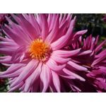 来自这款手机的图片