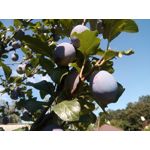 来自这款手机的图片