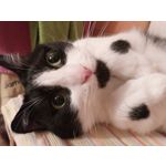 Фотографии пользователя Homtom HT10