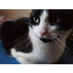 Фотографии пользователя Homtom HT10