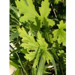 Фотографии пользователя Homtom HT10