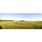 PICTURES FROM THIS PHONE