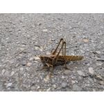 LAS FOTOS HECHAS CON ESTE TELÉFONO