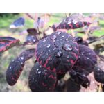 LAS FOTOS HECHAS CON ESTE TELÉFONO