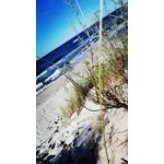 FOTOS AUS DIESEM HANDY