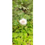 來自這款手機的圖片