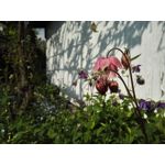 Foto dei utenti Honor 6 Plus