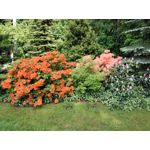 Foto dei utenti Honor 6 Plus