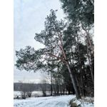 PICTURES FROM THIS PHONE