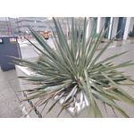 Pictures by this phone Honor Magic6 Lite 5G