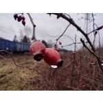 Pictures by this phone Honor Magic6 Lite 5G